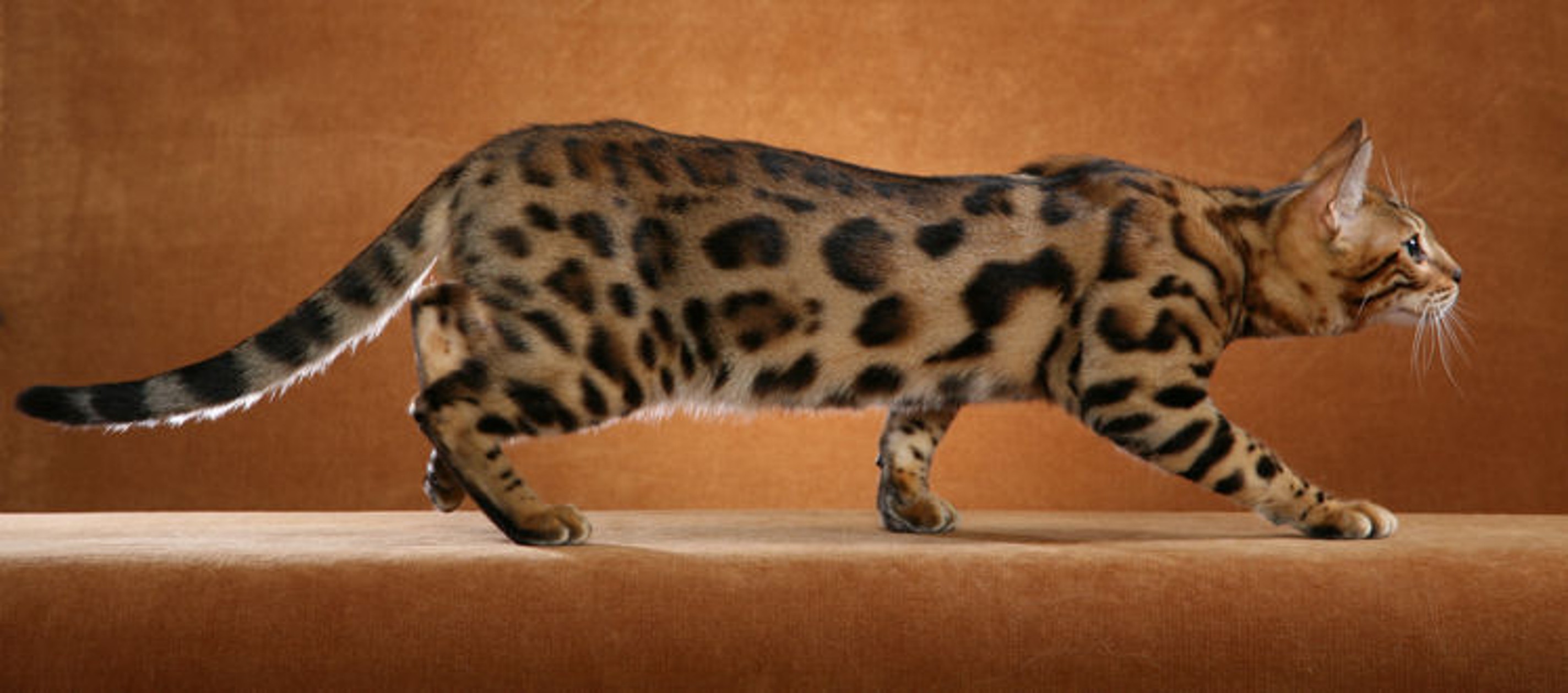 O Ocicat se parece muito com um felino selvagem!