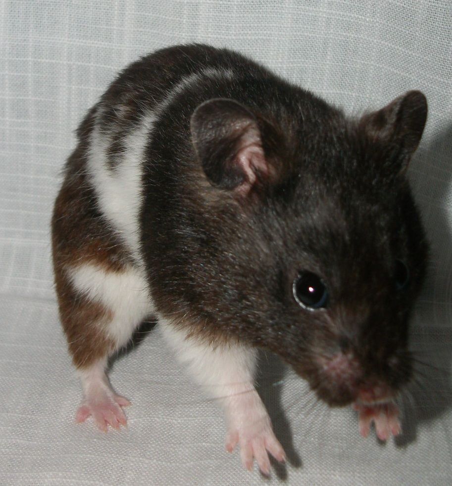 O Hamster Pando é o mais semelhante aos ratos domésticos