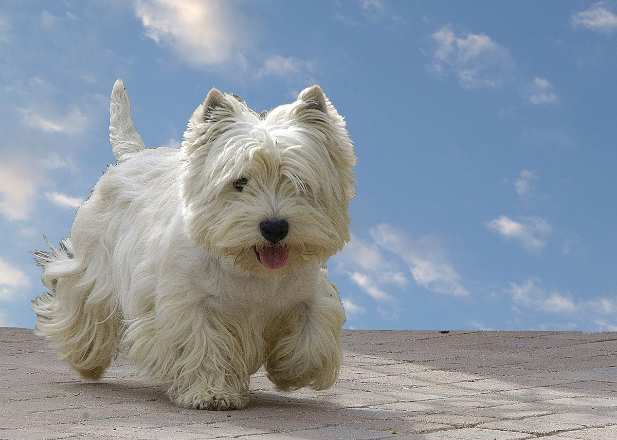 Este é o West Highland White Terrier!