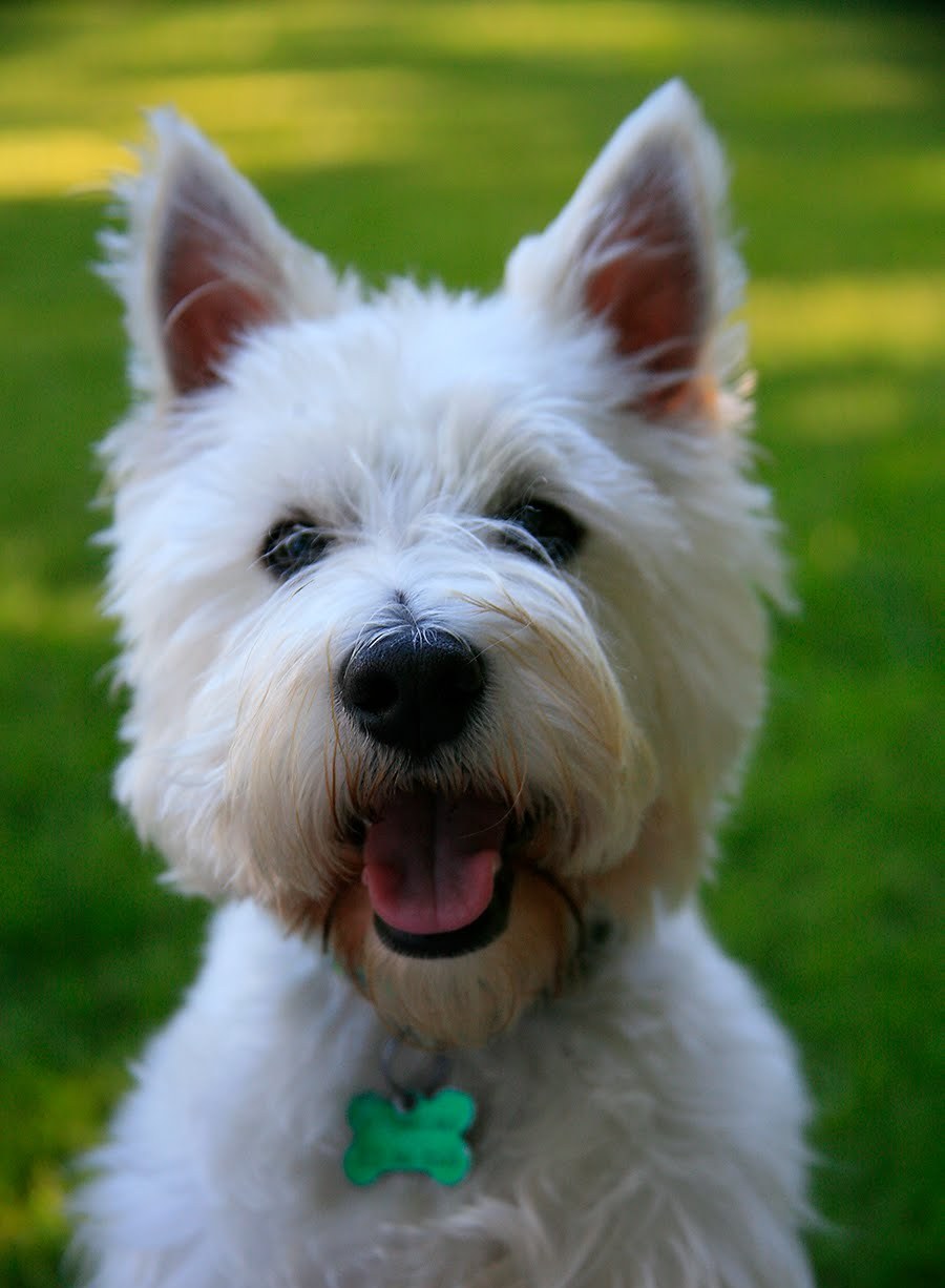 Não tem como não se apaixonar pelo West Highland White Terrier!