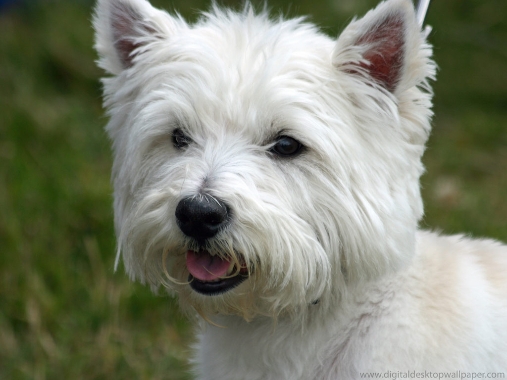  West Highland White Terrier: é encantador que chama?