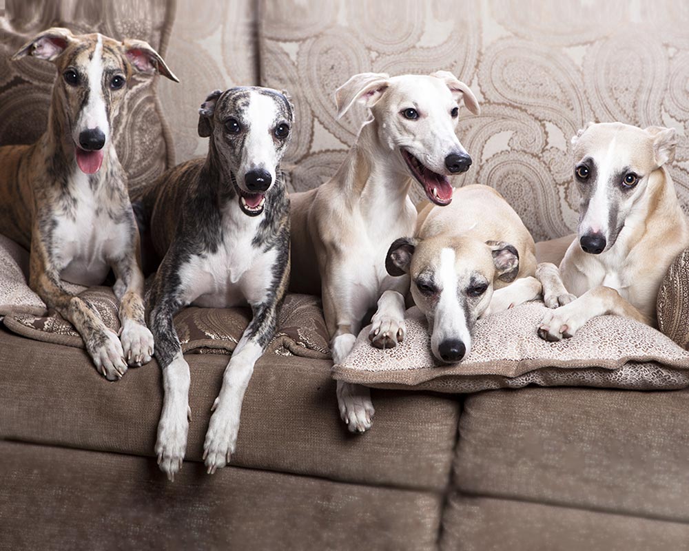 Cães Whippet!