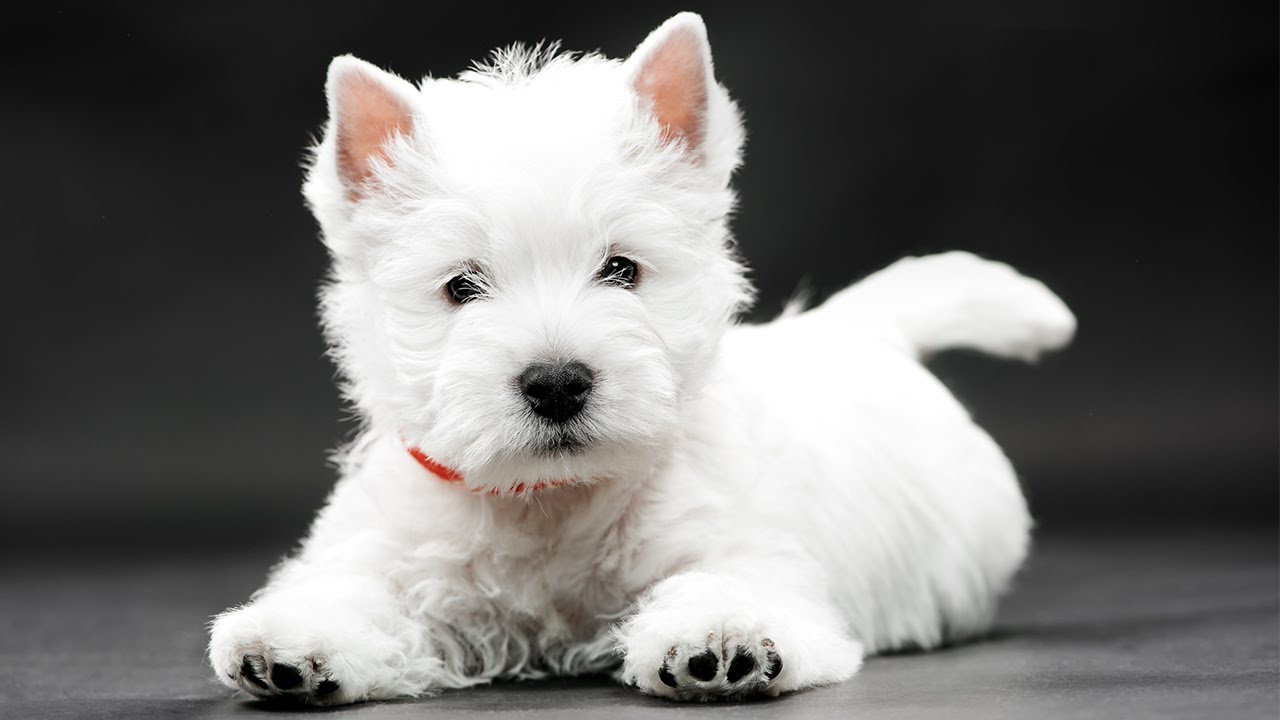 A pelagem branquinha com as orelhas triangulares são a marca registrada do West Highland White Terrier!