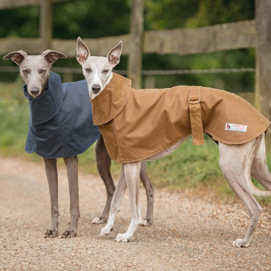 Whippet vestidos como lords ingleses