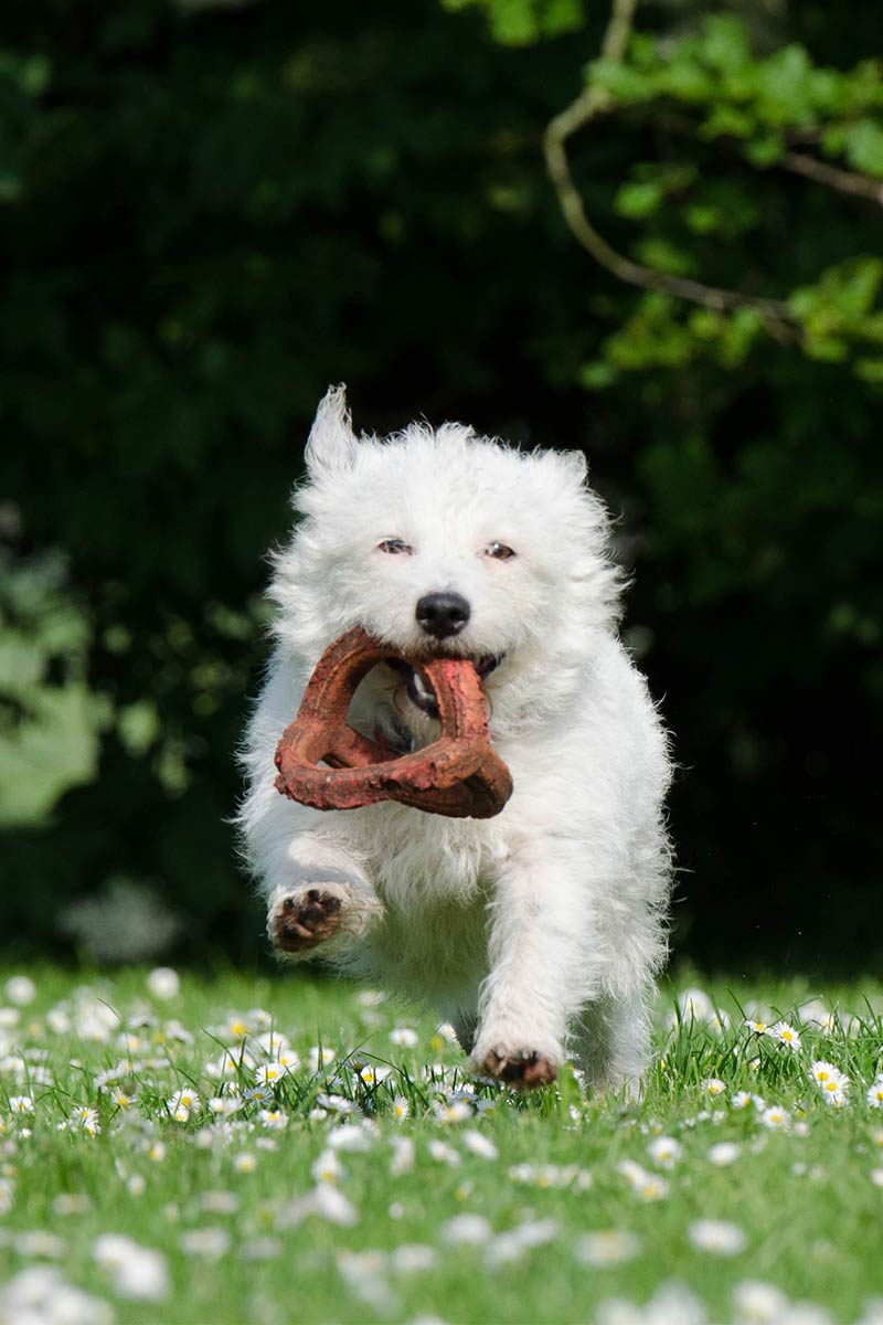 Correr é uma das brincadeiras prediletas do West Highland White Terrier!