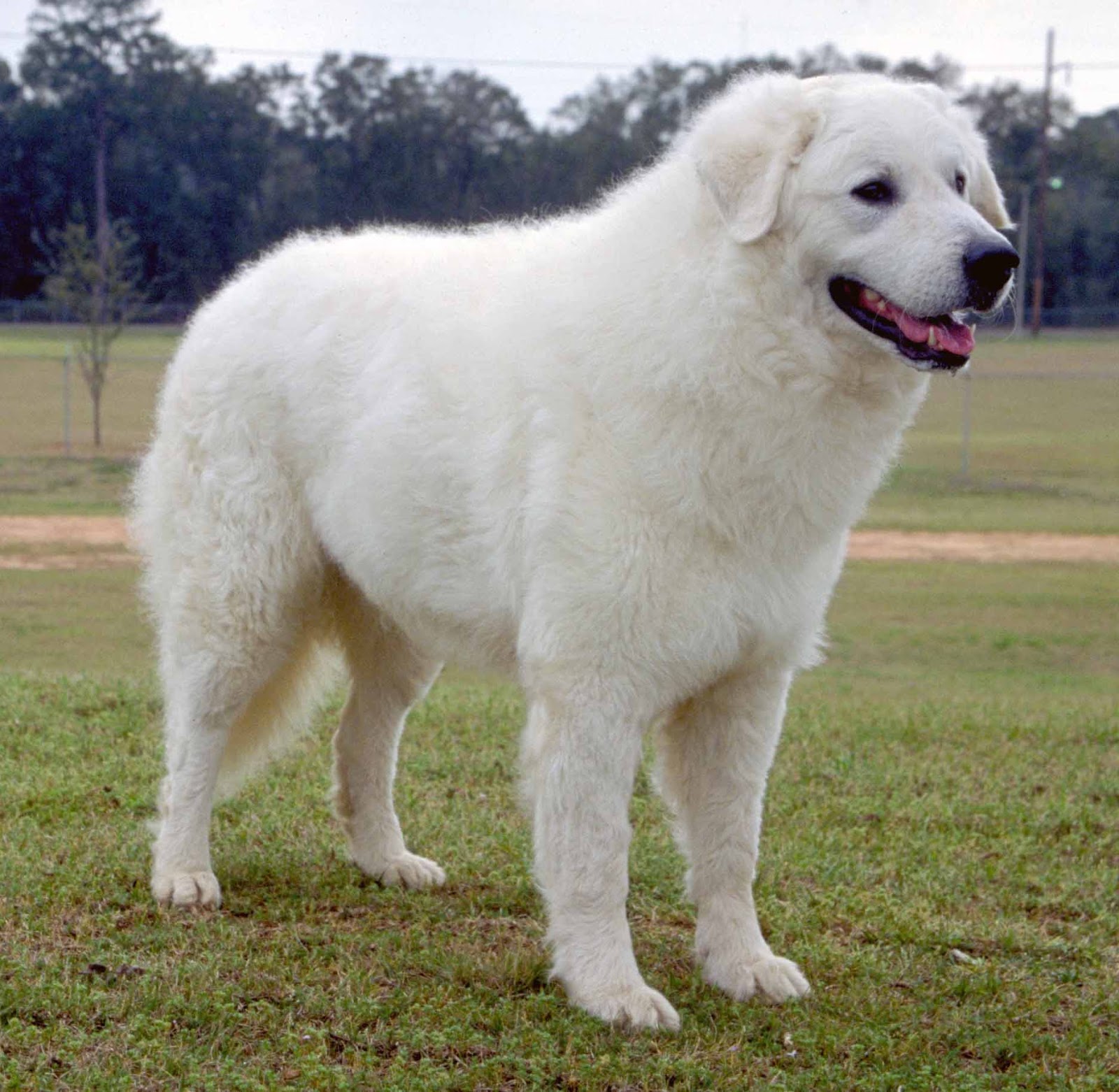 O Kuvasz é um dos melhores cães pastores que existem!
