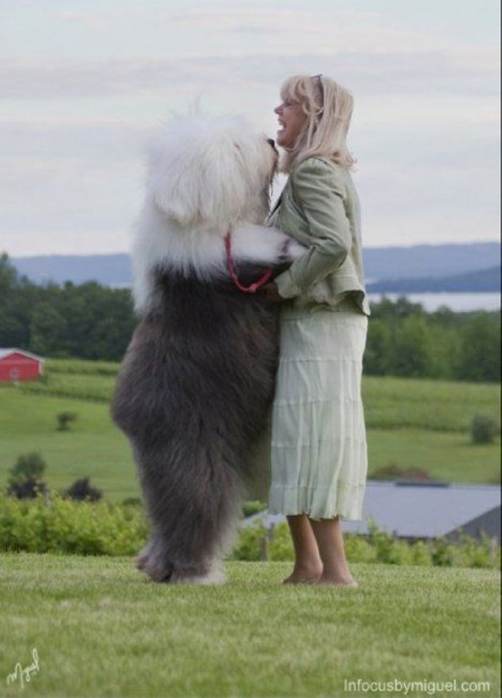 Um Old English Sheepdog dando um abraço em sua dona