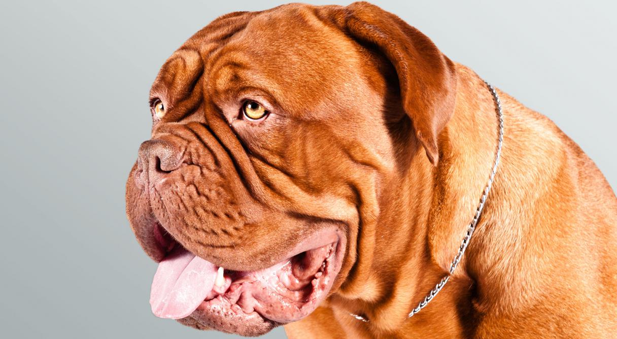 O Dogue de Bordeaux tem as bochechas caídas sobre a mandíbula