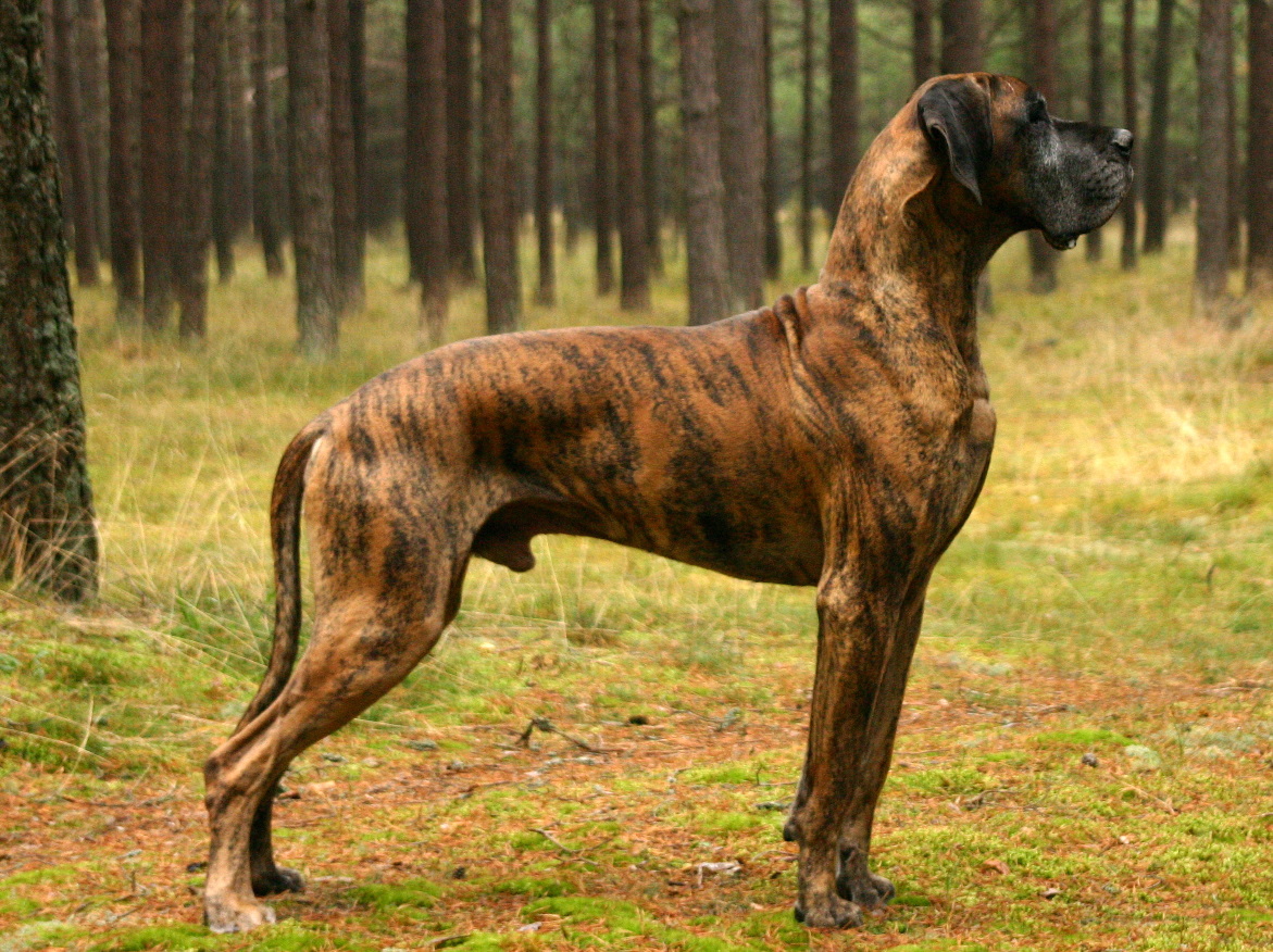Um cão de grande porte, companheiro e protetor: Dogue Alemão