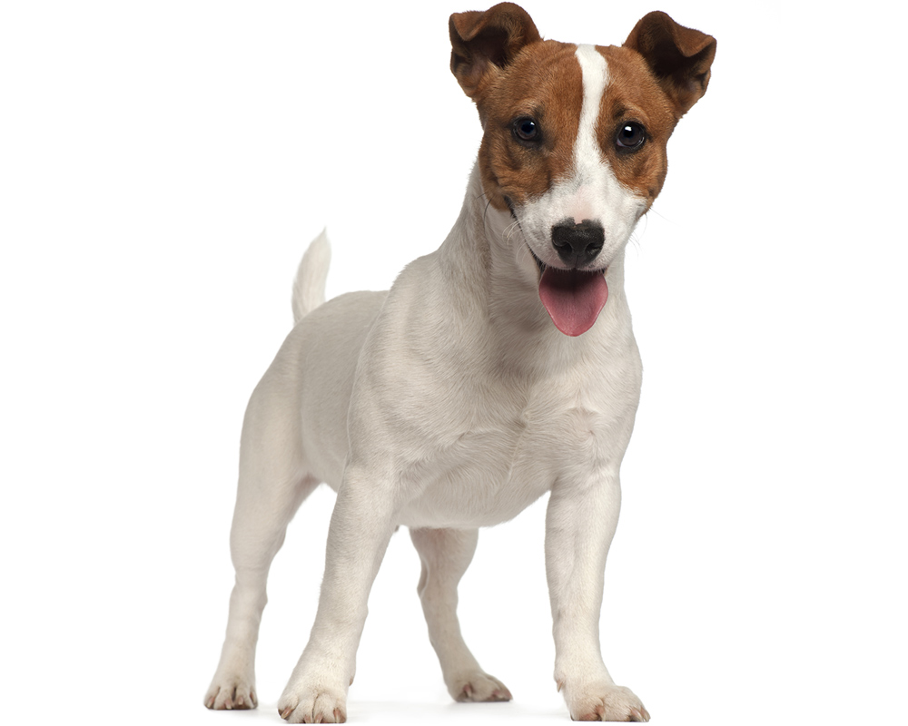 Este é o Jack Russel Terrier