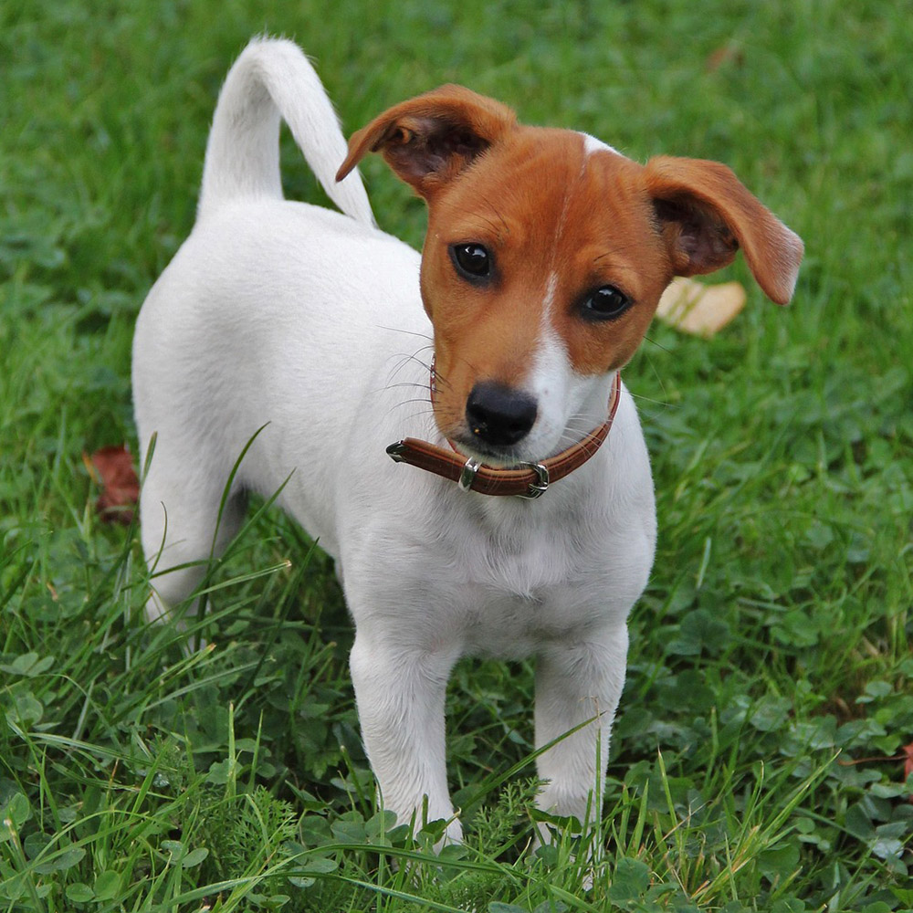 Um filhotinho lindo de Jack Russel Terrier