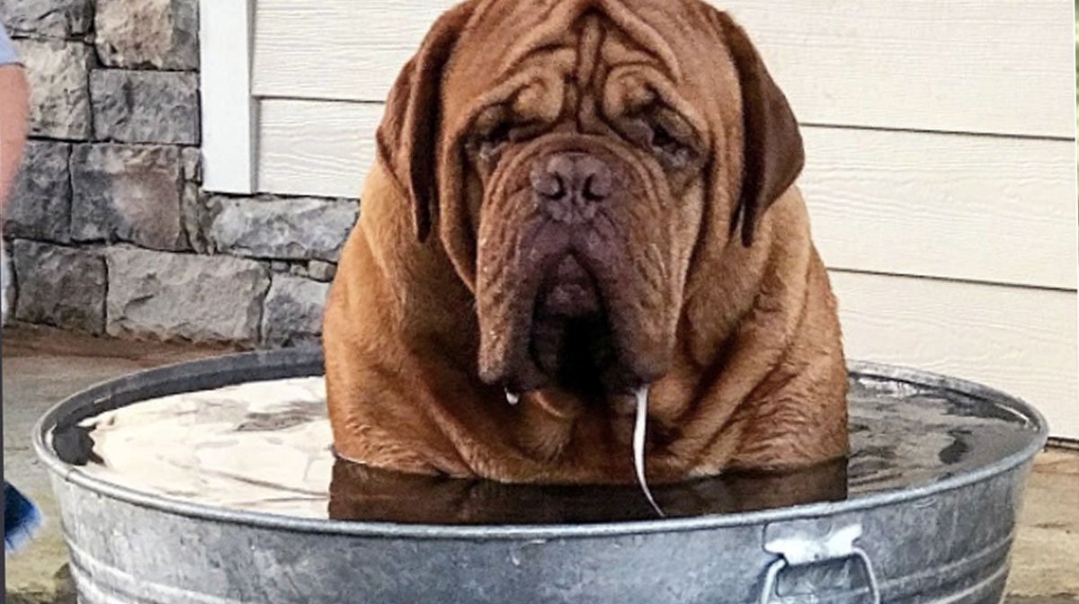 Acho que este Dogue de Bordeaux não é muito chegado em um banho...