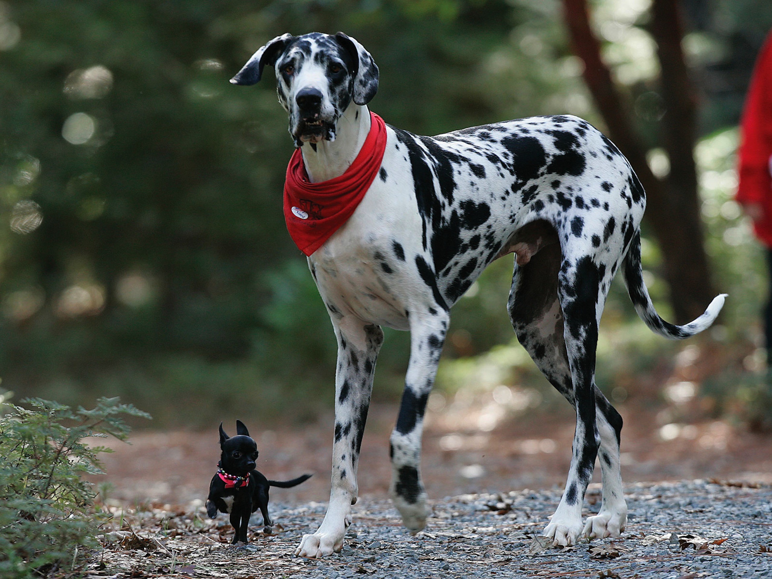 Esta foto mostra dois extremos em tamanho de cães 