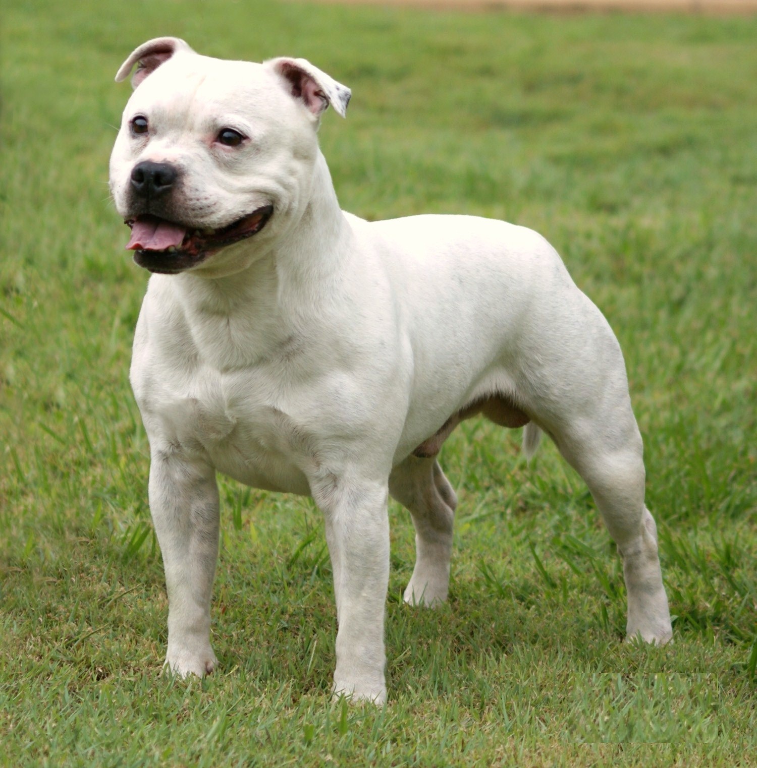 O branco é um dos padrões de pelagem do Staffordshire Bull Terrier