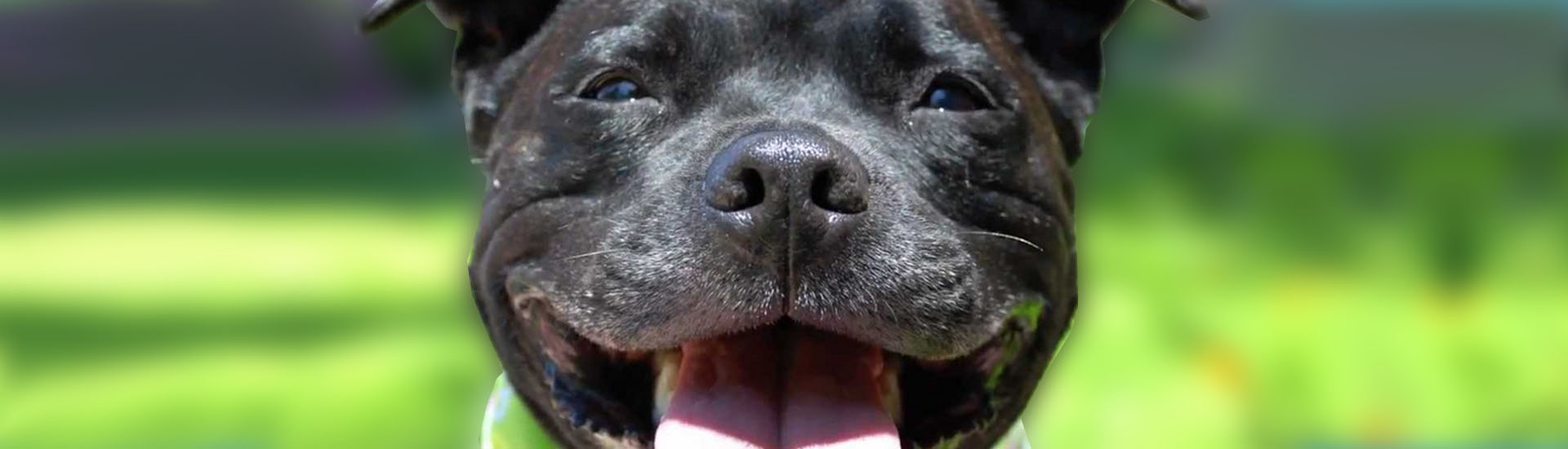 Staffordshire Bull Terrier: simpatia em forma de cão