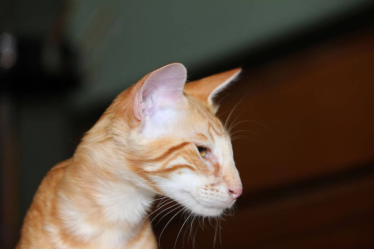O laranja é uma das muitas e muitas cores do Gato Oriental Shorthair