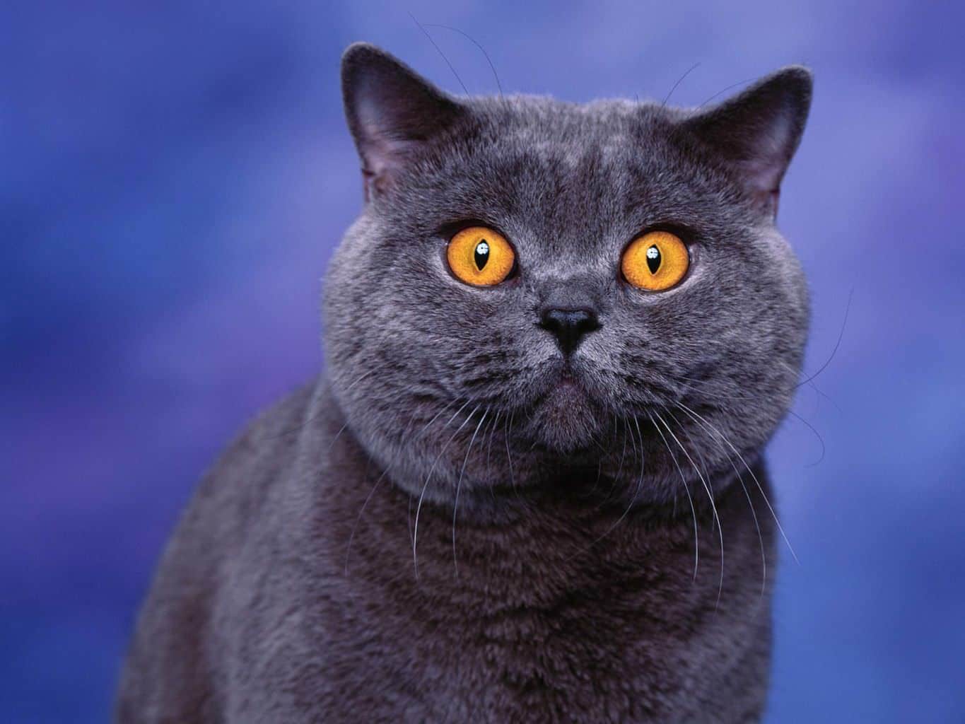 A pelagem cinza é a mais conhecida do Gato de Pelo Curto Inglês, mas ele pode ter muitas outras cores
