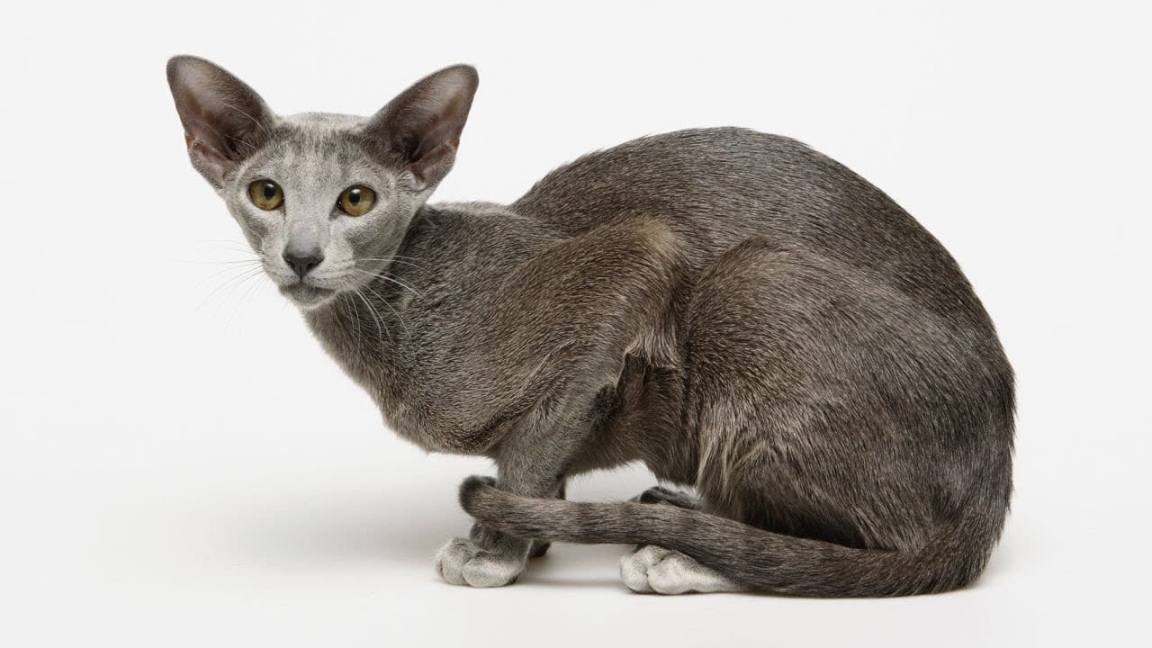 Este é o Gato Oriental Shorthair