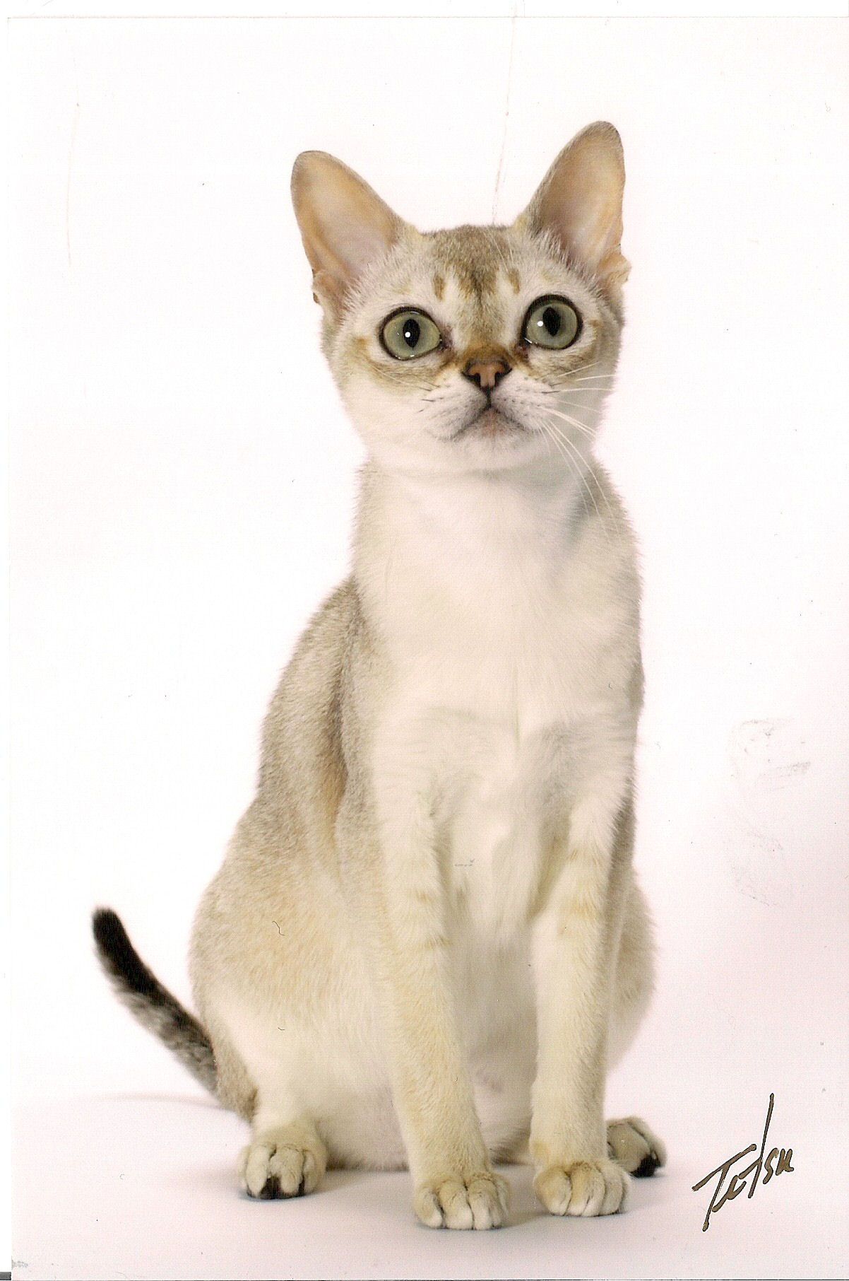 O Gato Singapura é uma das menores raças de gatinhos do mundo!