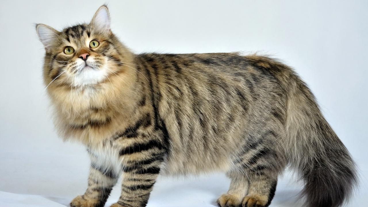 Curioso, ágil, caçador e ótima companhia: este é o Gato Siberiano