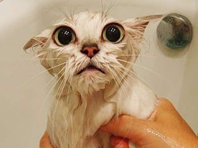 Gatos devem tomar banho