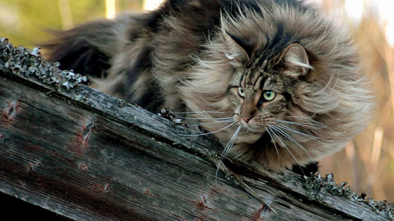 Mesmo tendo sido domesticado, o Gato Norueguês da Floresta não perde seu porte selvagem