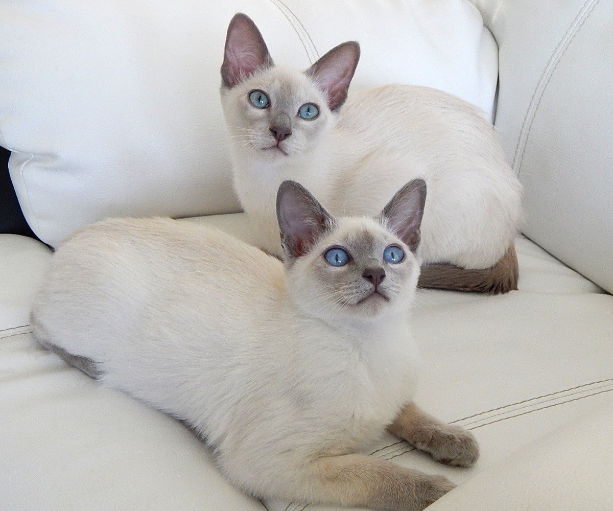 Esta cor dos olhos é uma das características mais marcantes do Gato Tonquinês