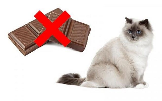 Gato Pode Comer Chocolate