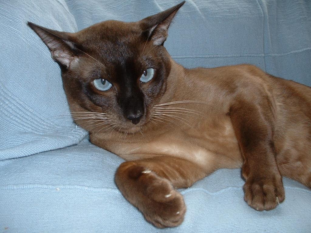 O Gato Tonquinês pode ter diversos tipos de pelagem, que vão escurecendo ao longo da vida