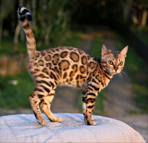 Gato de Bengala