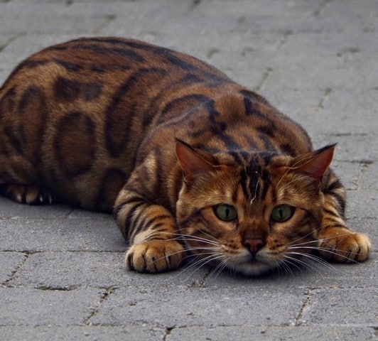 Gato de Bengala