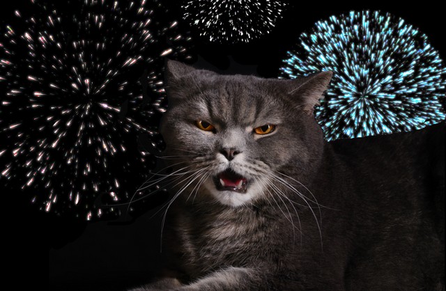 Gatos e Fogos de Artificio